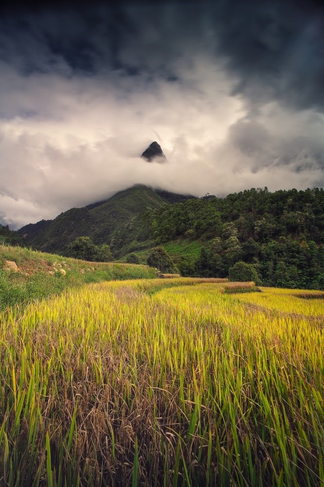 Chu Va mount in the ripe rice season