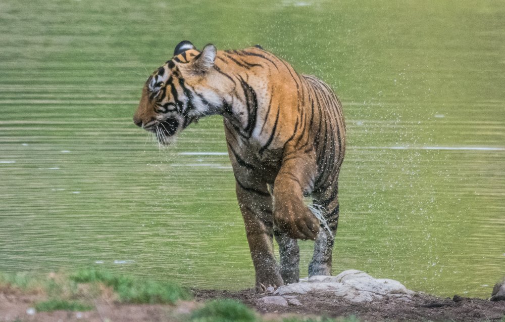 Photograph by Pramathesh Saha