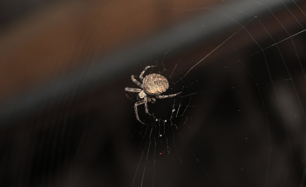 Golden Spider