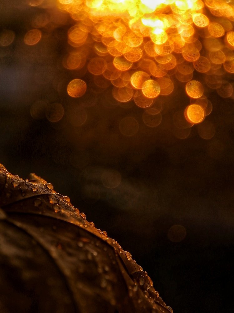 Photograph by Ирина Чиж