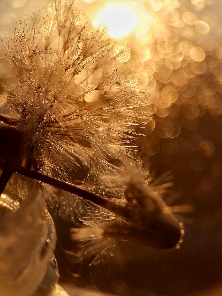 Photograph by Ирина Чиж