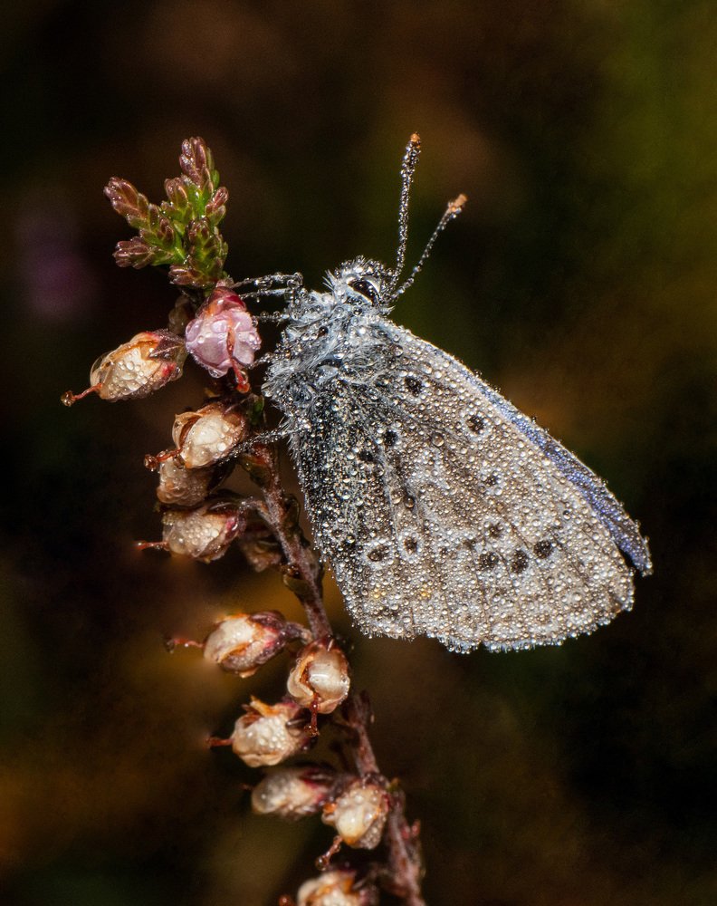 Photograph by heymans Tiffany