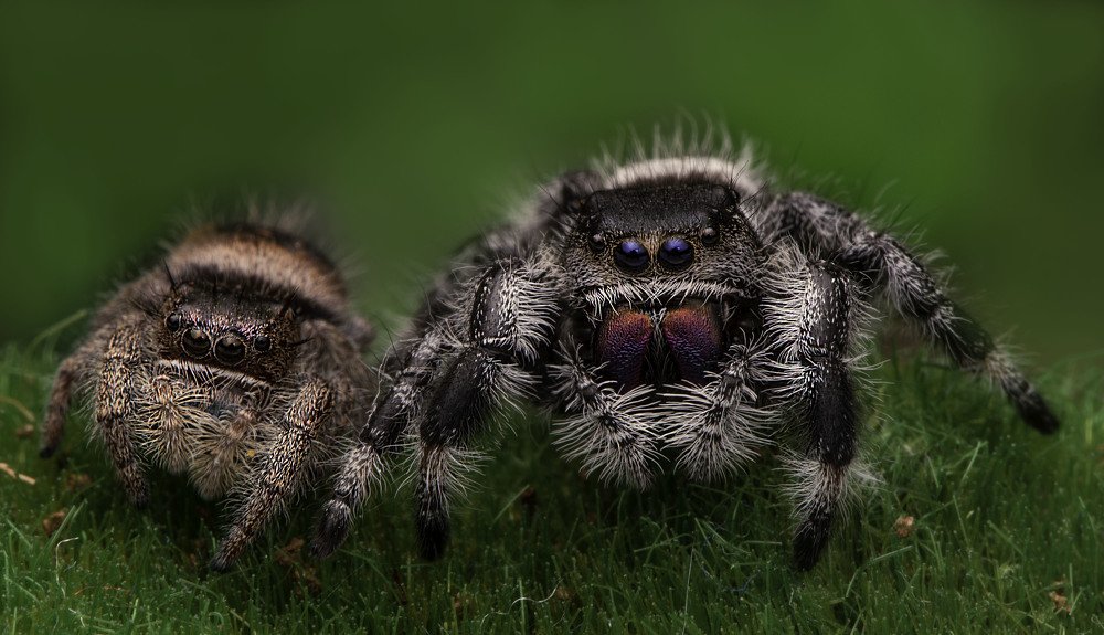 Photograph by heymans Tiffany