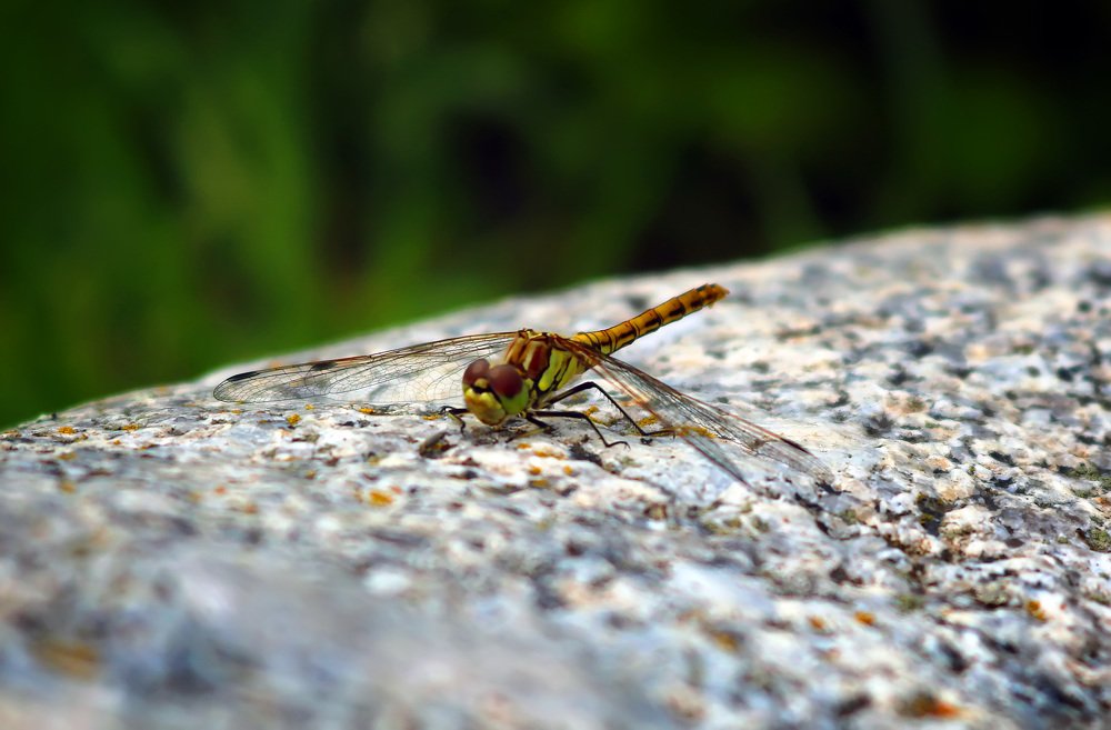 Фотография автора Анастасия Пищулова