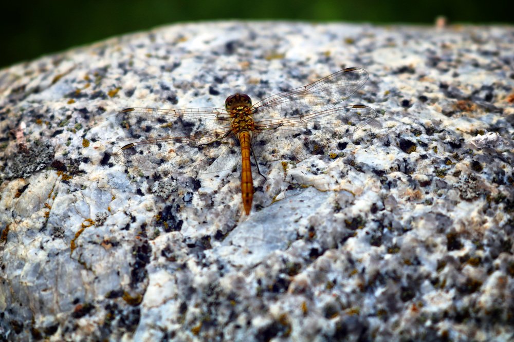 Фотография автора Анастасия Пищулова