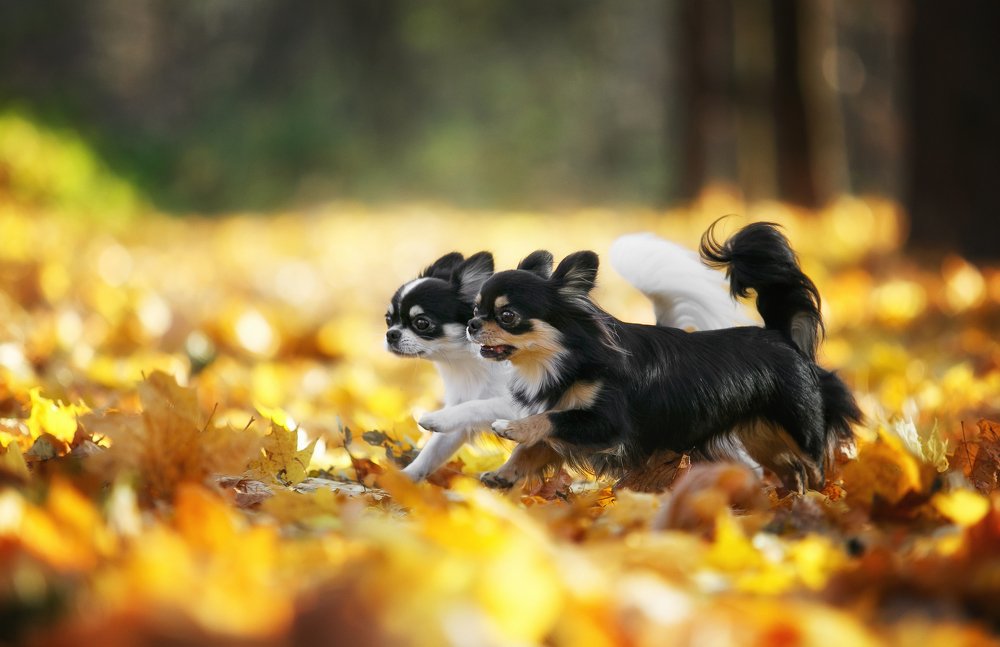 Photograph by Margarita  Davydova