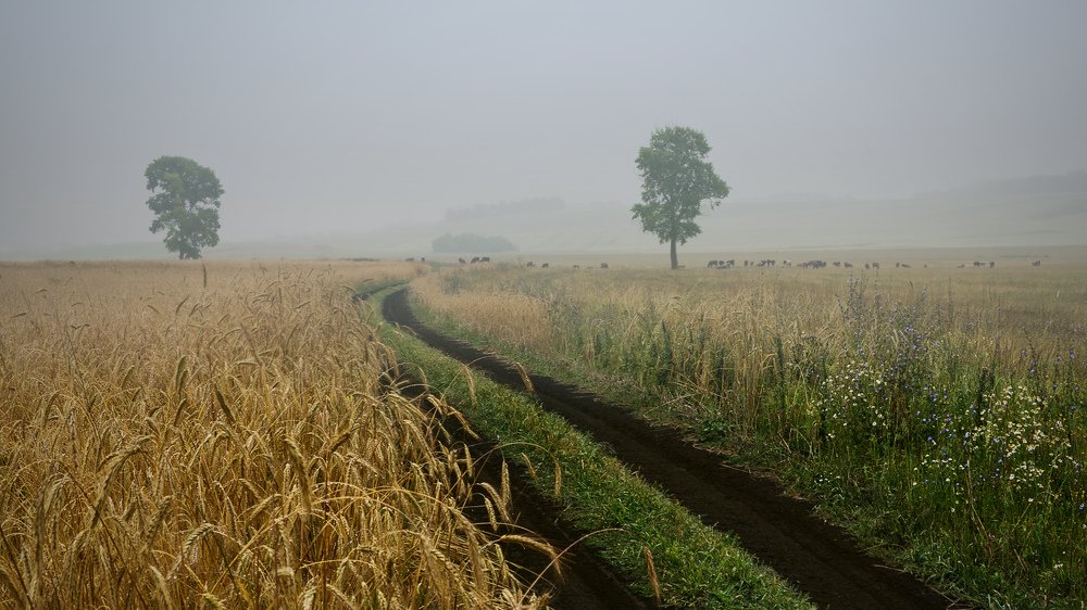 Тихо уплывал туман...