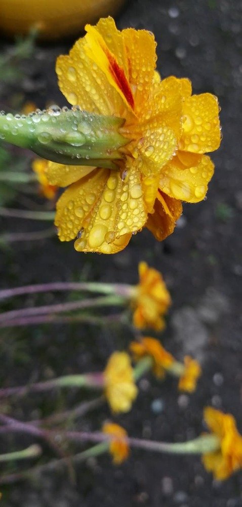 После дождя