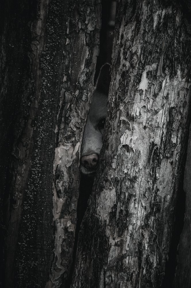 Не суй свой нос