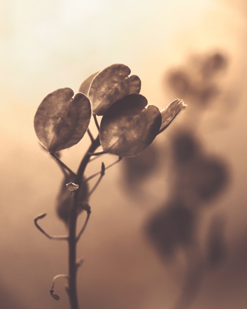 Photograph by Эльвира Курочкина