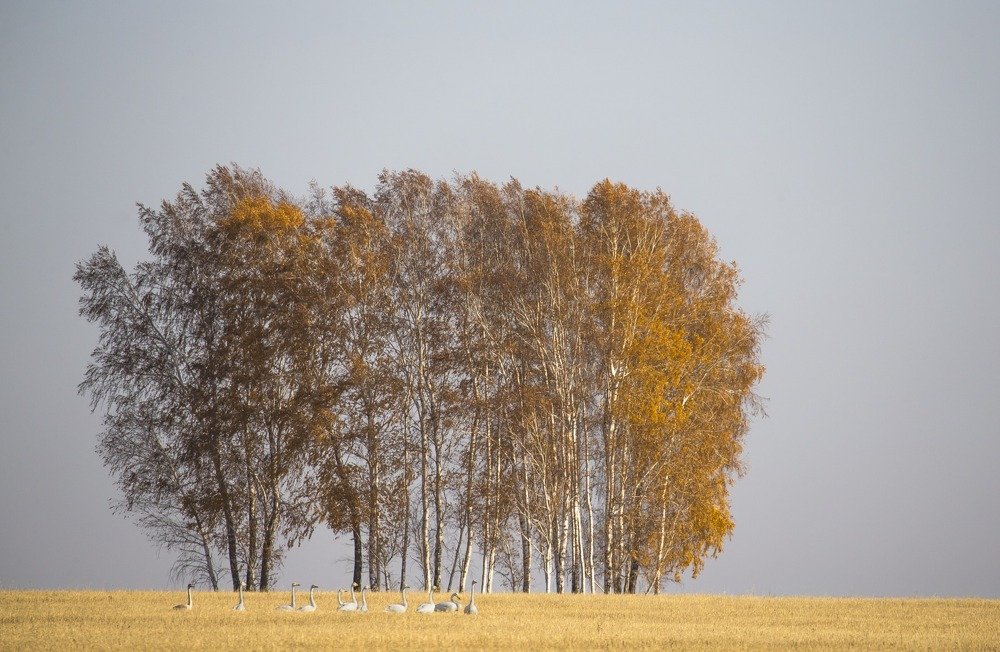 Лебеди на хлебах