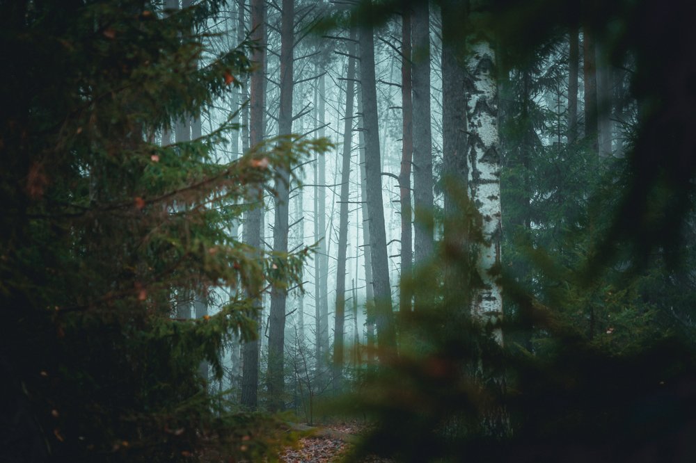 Фотография автора Pavel Reshetov