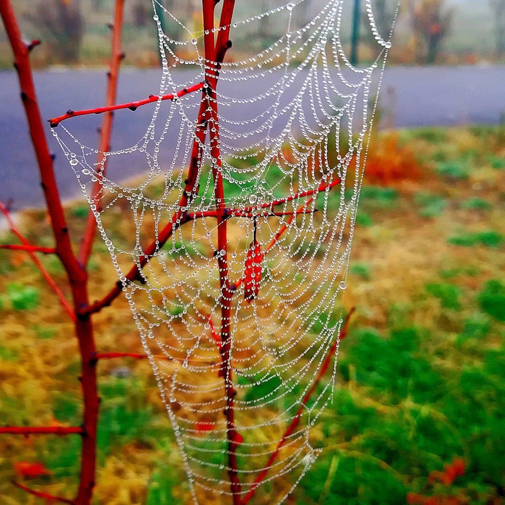 Photograph by Алина Верник