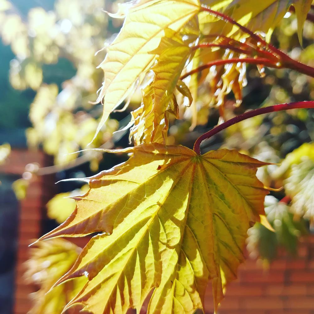 Photograph by Алина Верник