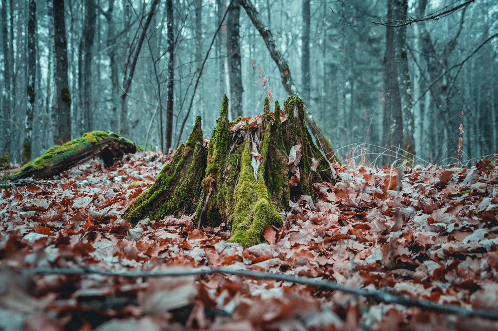 Фотография автора Pavel Reshetov