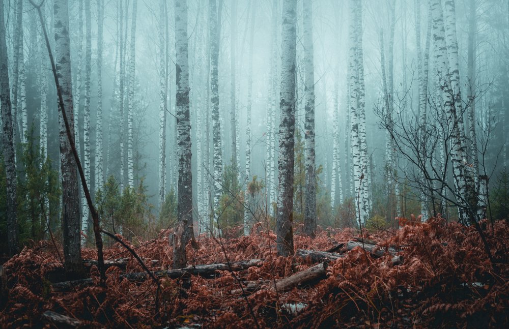 Фотография автора Pavel Reshetov