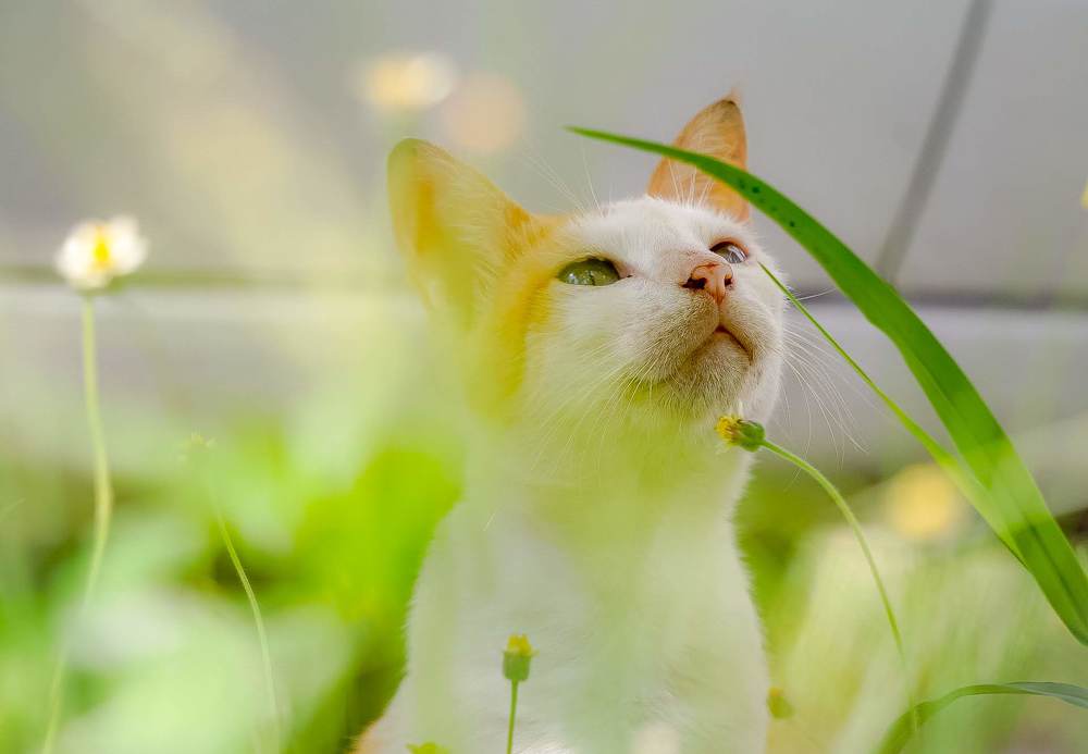 Photograph by Richard Aaron San Lorenzo