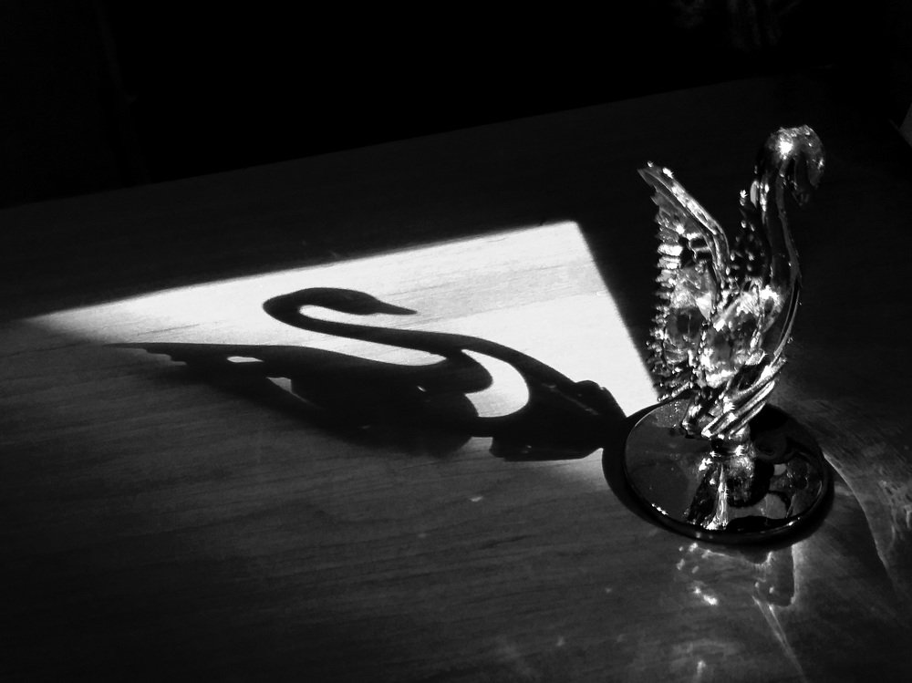 Прекрасная лебедь