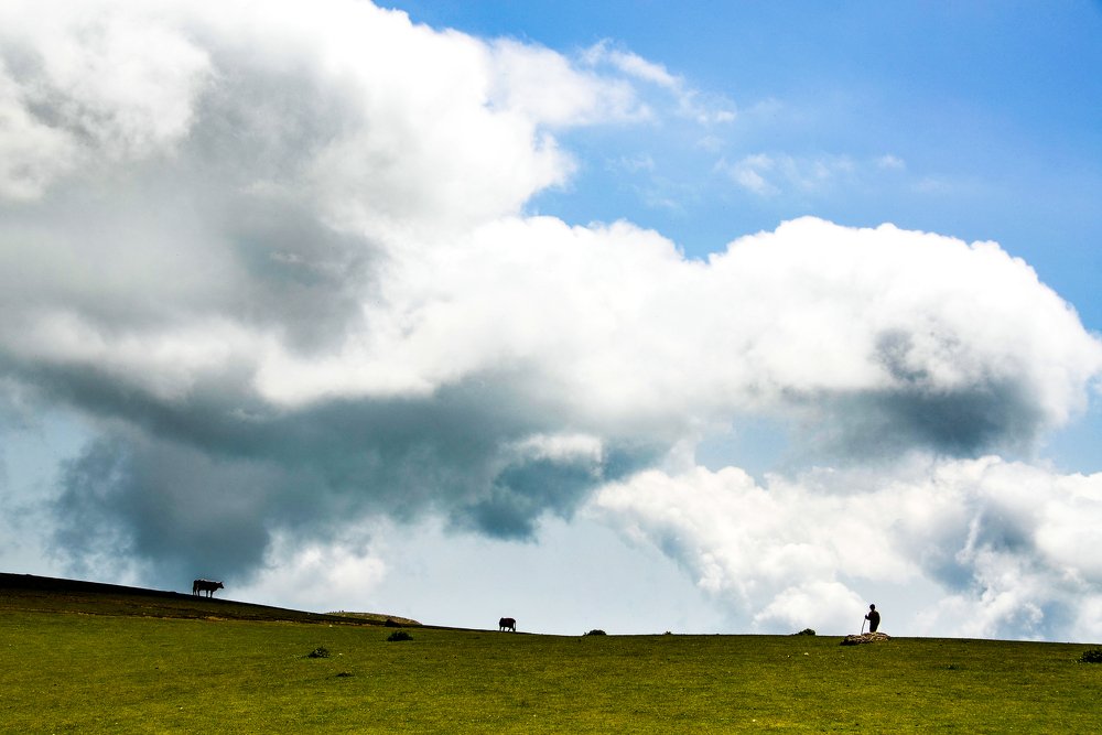 Splendor in the Grass
