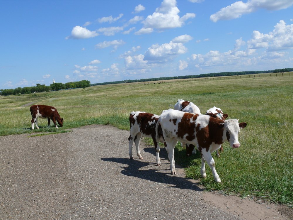 Фотография автора Клавдия Васильева
