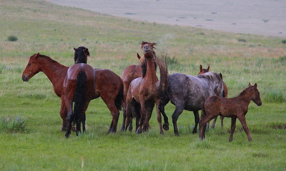 Страсти под дождём.