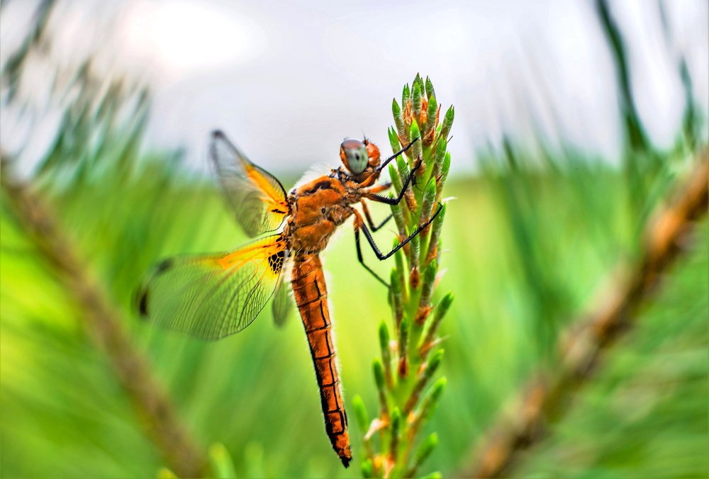 Photograph by Алексей Сиваков