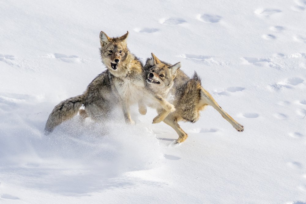 Photograph by Giovanni Frescura