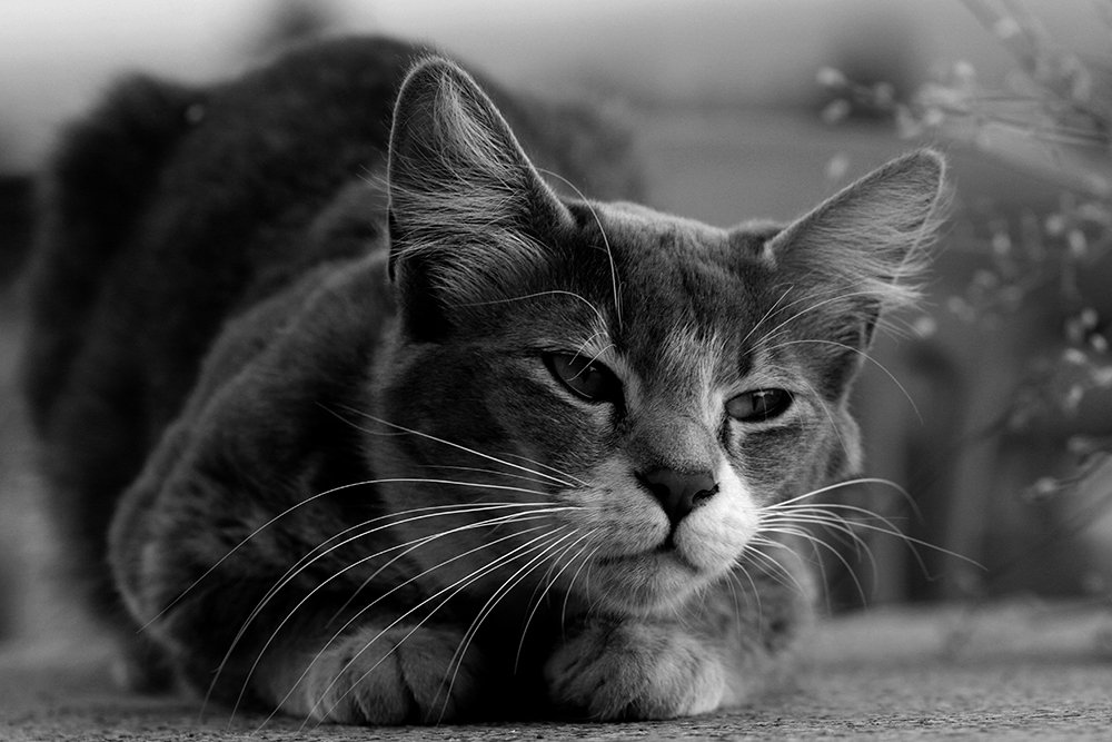 Photograph by Veneta Raynovska