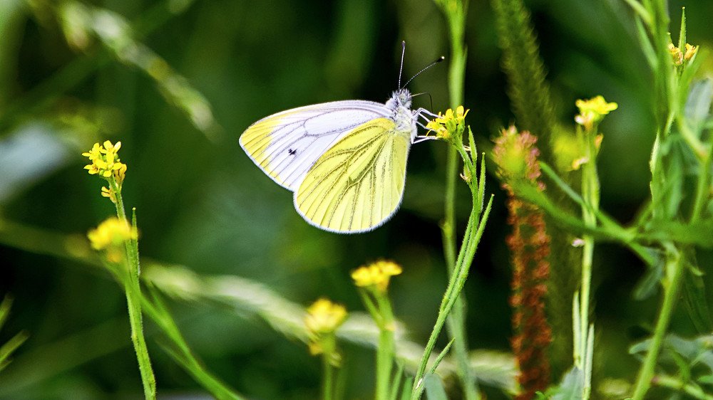 Photograph by виктор вершинин
