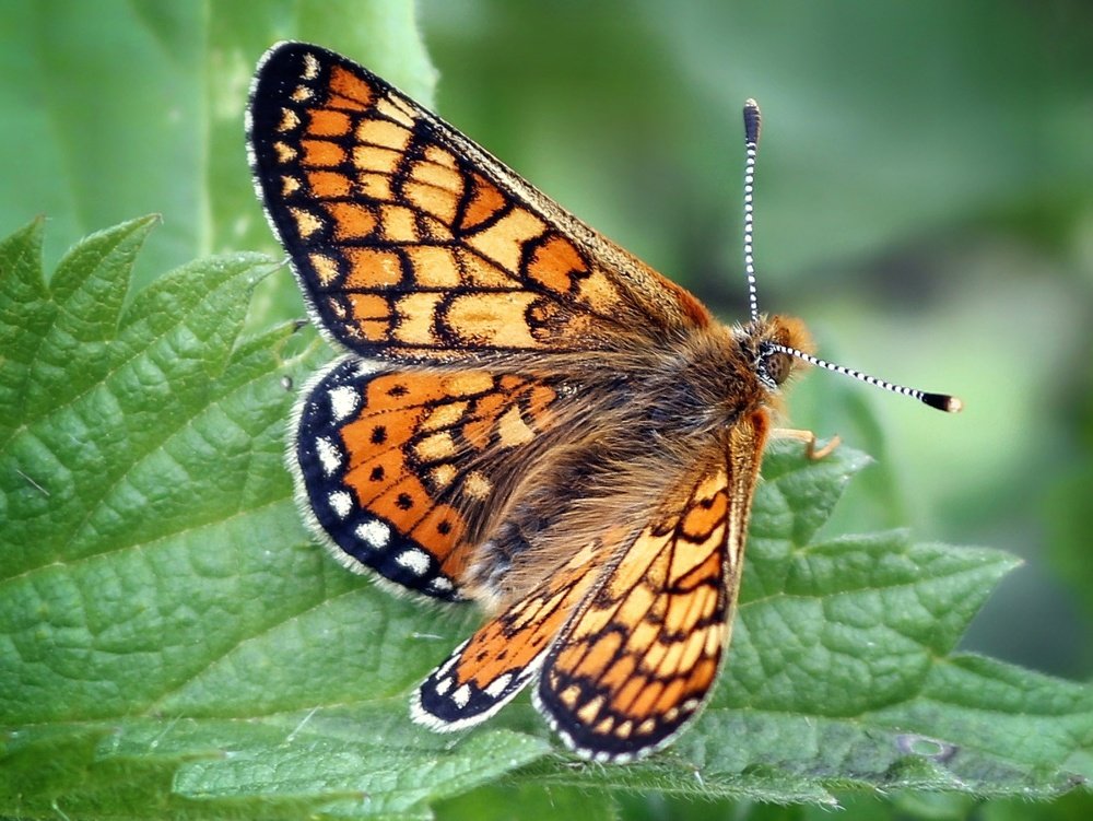 Photograph by Карина Азатян