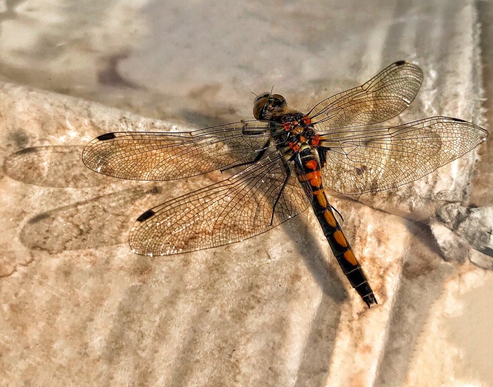 Photograph by Мария Шрейдер