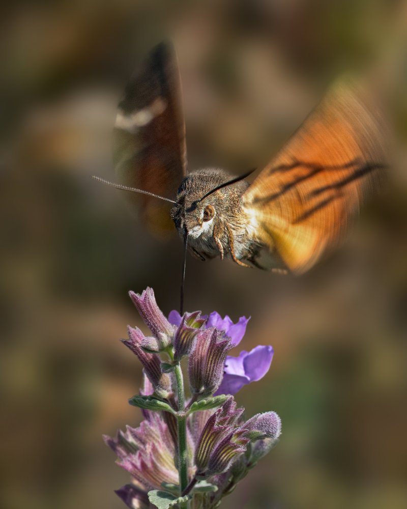 Photograph by Карина Азатян