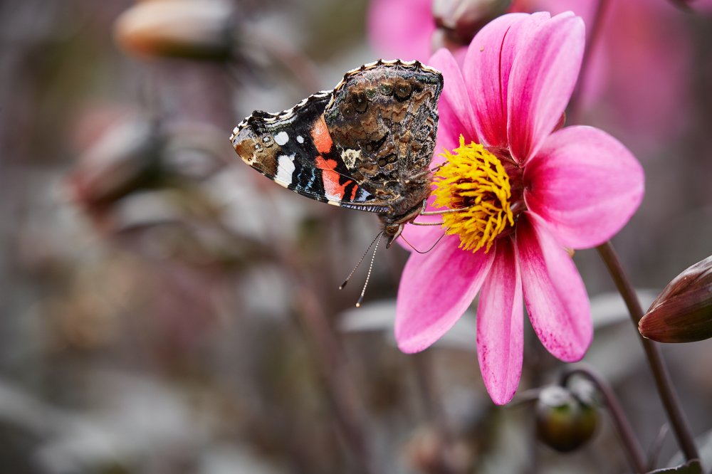 Адмирал (Red Admiral)