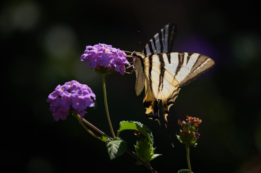 Подалирий (Scarce swallowtail)