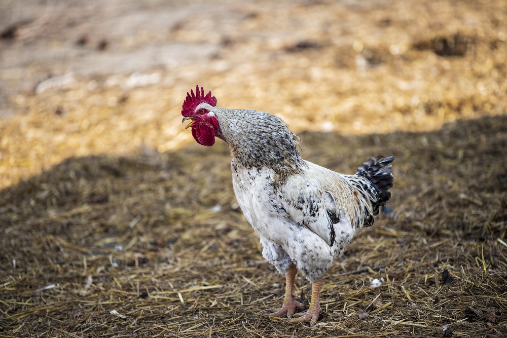 Фотография автора Ольга Коваленко