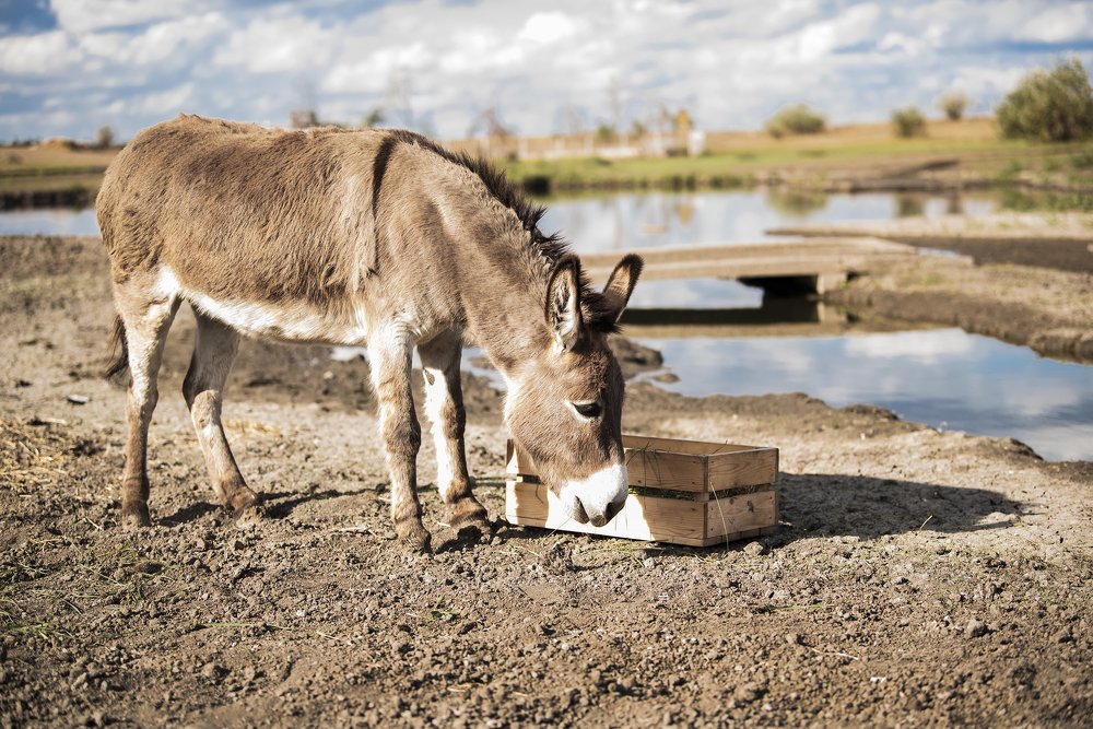 Фотография автора Ольга Коваленко