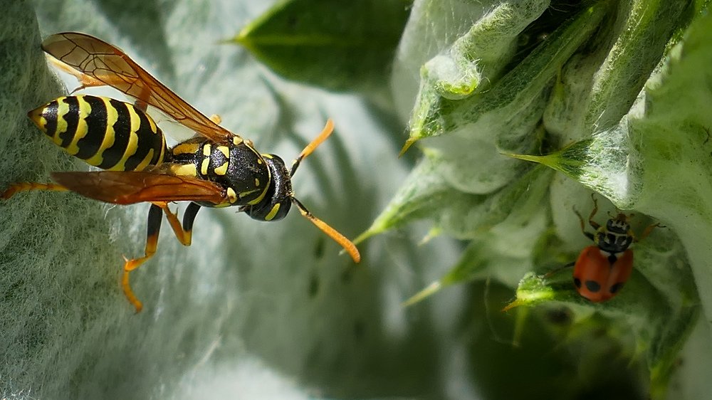 Photograph by Валерий Давыдов