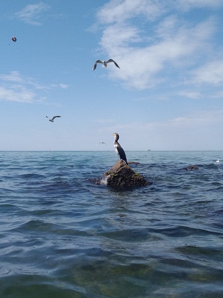 Photo #5274095