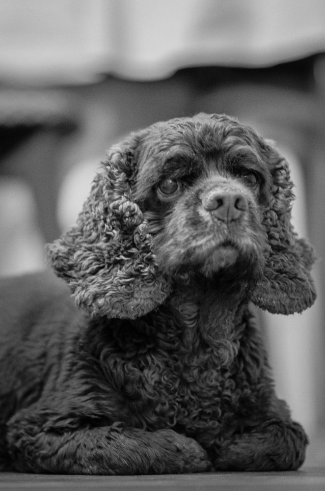 В ожидании хозяина