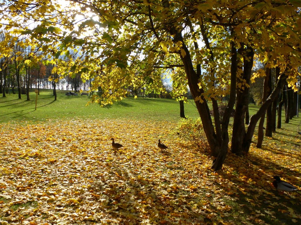 Photo #5274224