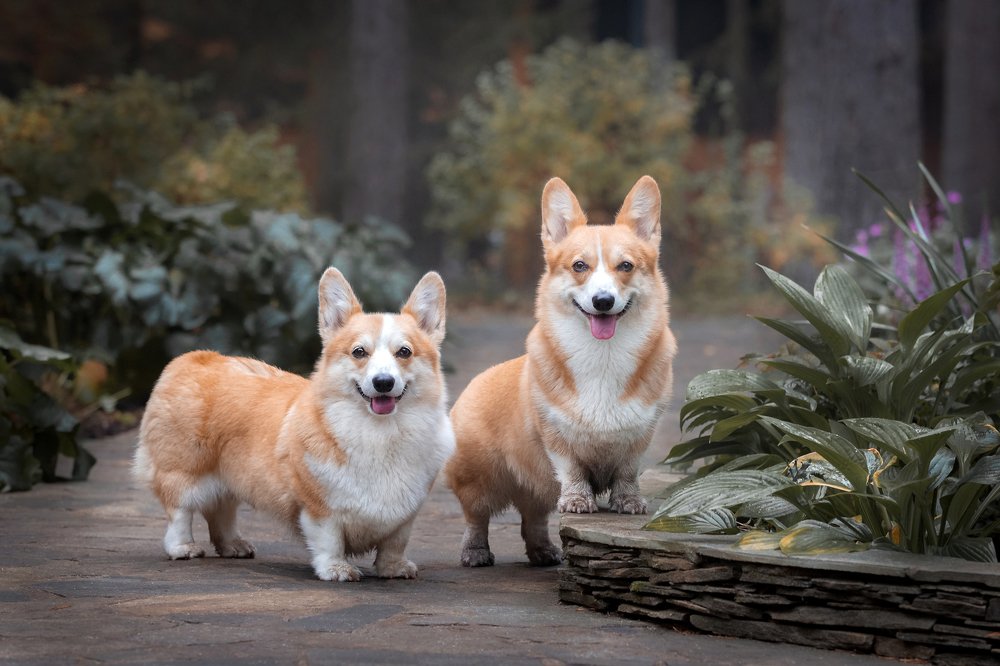 Photograph by Татьяна Тихомирова