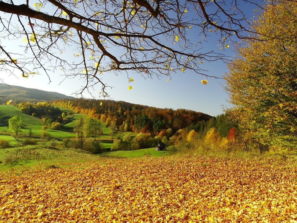 Фотография автора Remus Lucescu