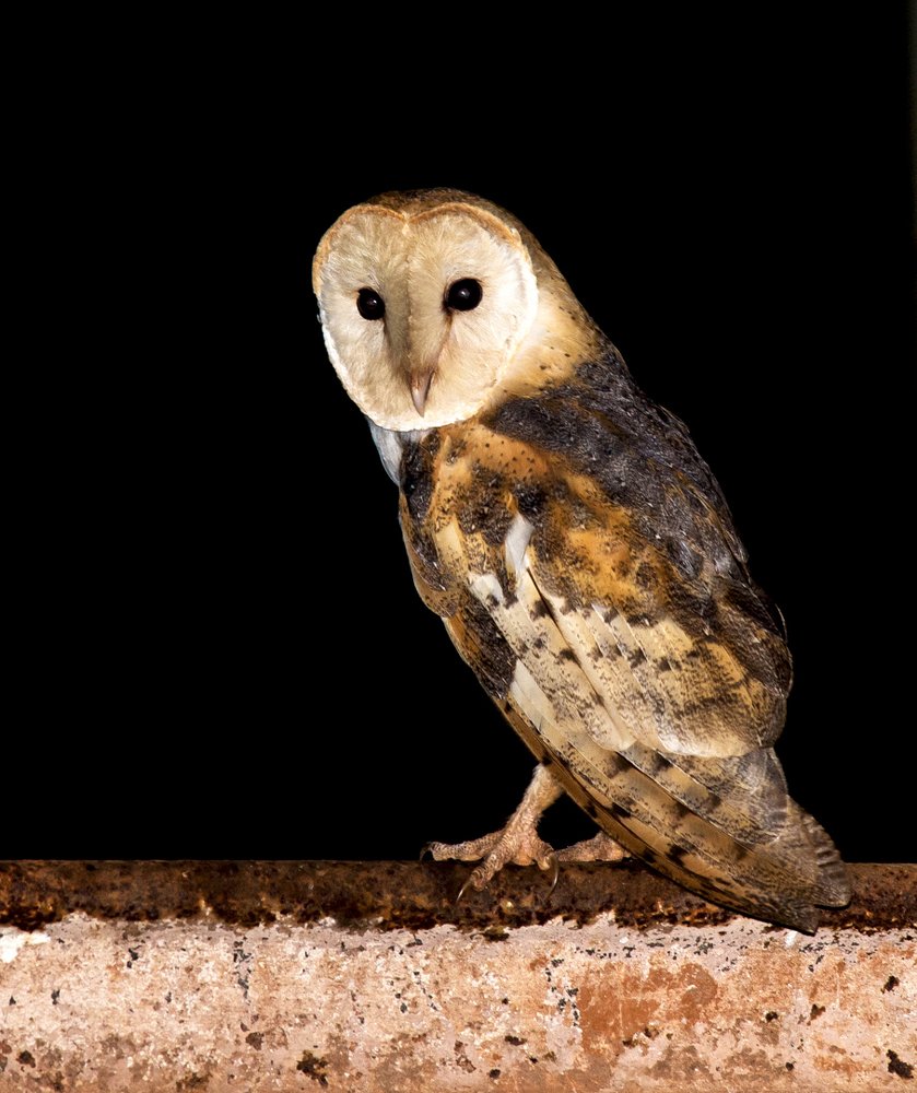 Photograph by Paulo Guerra