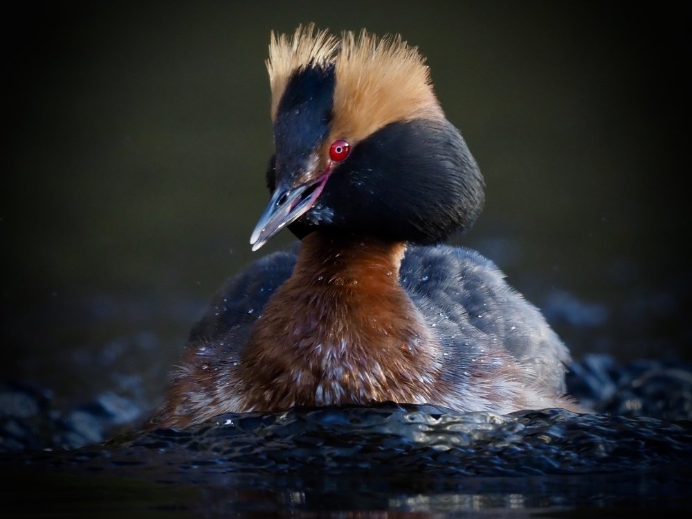 Photograph by Jarl Strömbom