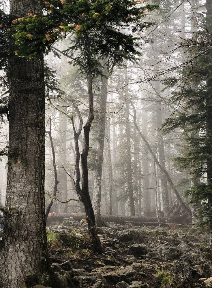 Photograph by Юлия