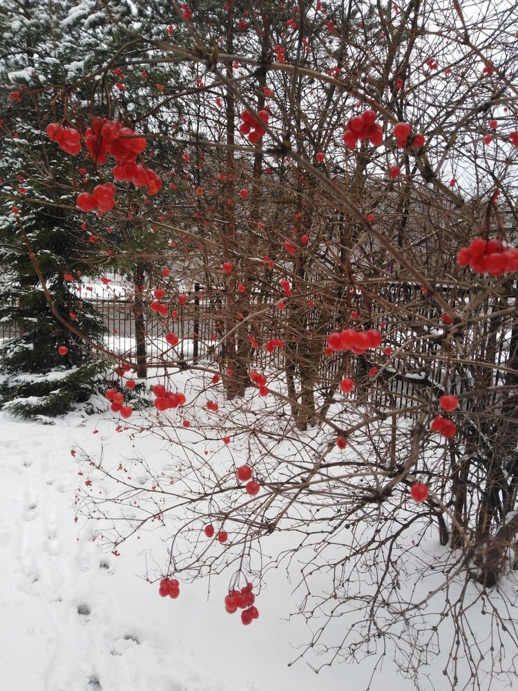 Калина красная, морозцем схвачена...