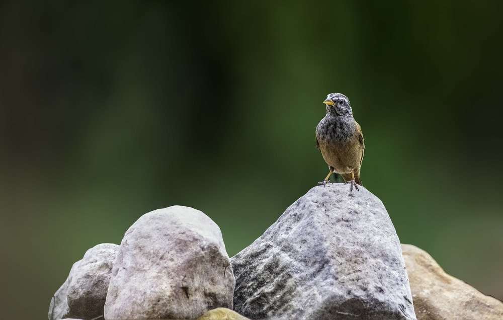 Photograph by Tounekti Abdallah