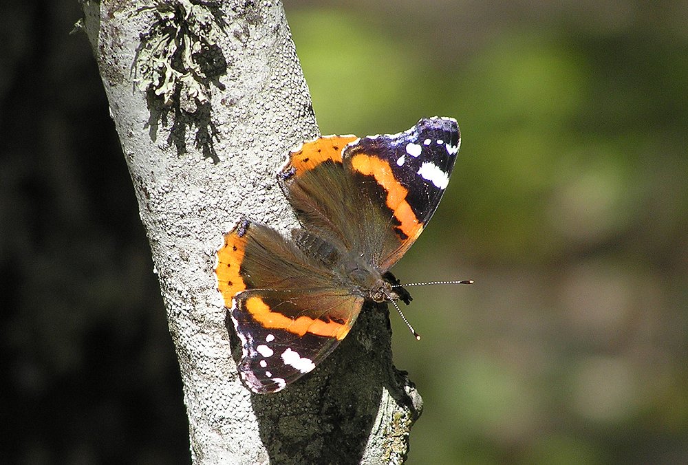Photograph by Ирина Арканова