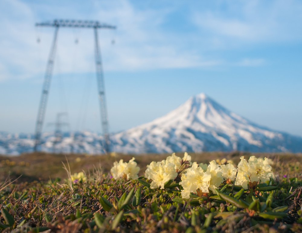 Цветы в горах