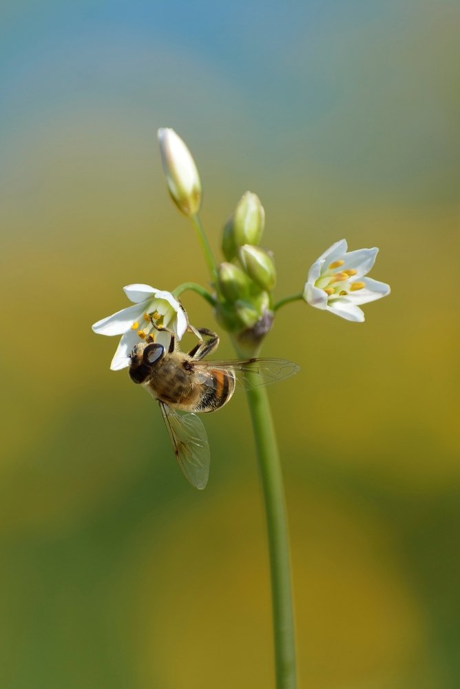 Bee on a Flower